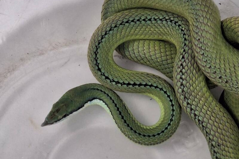 彰化鹿港住宅區日前出現一條罕見蛇類，引起附近居民緊張。（彰化動防所提供）