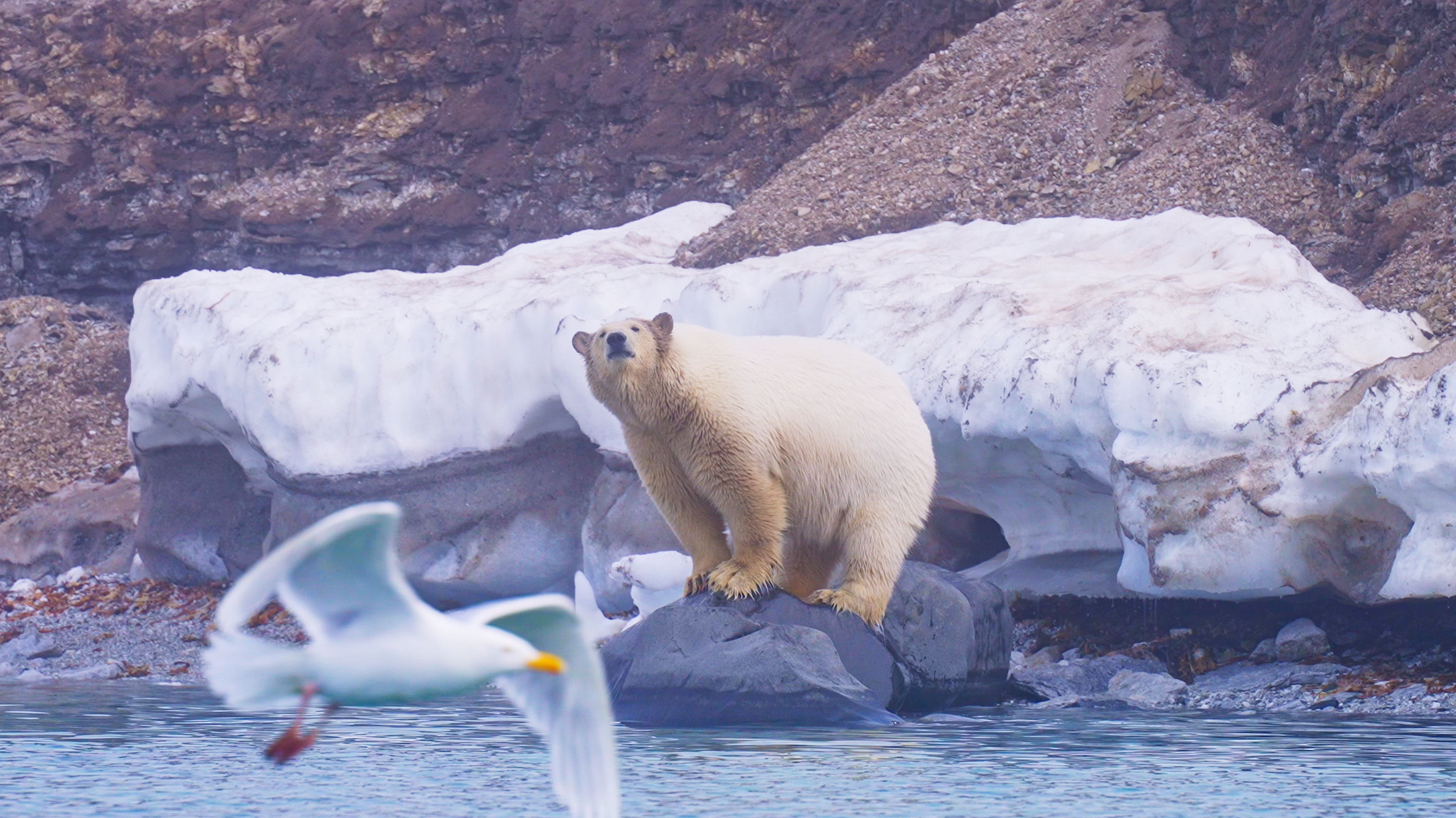 北極熊站在海冰之上。（東森電視提供）