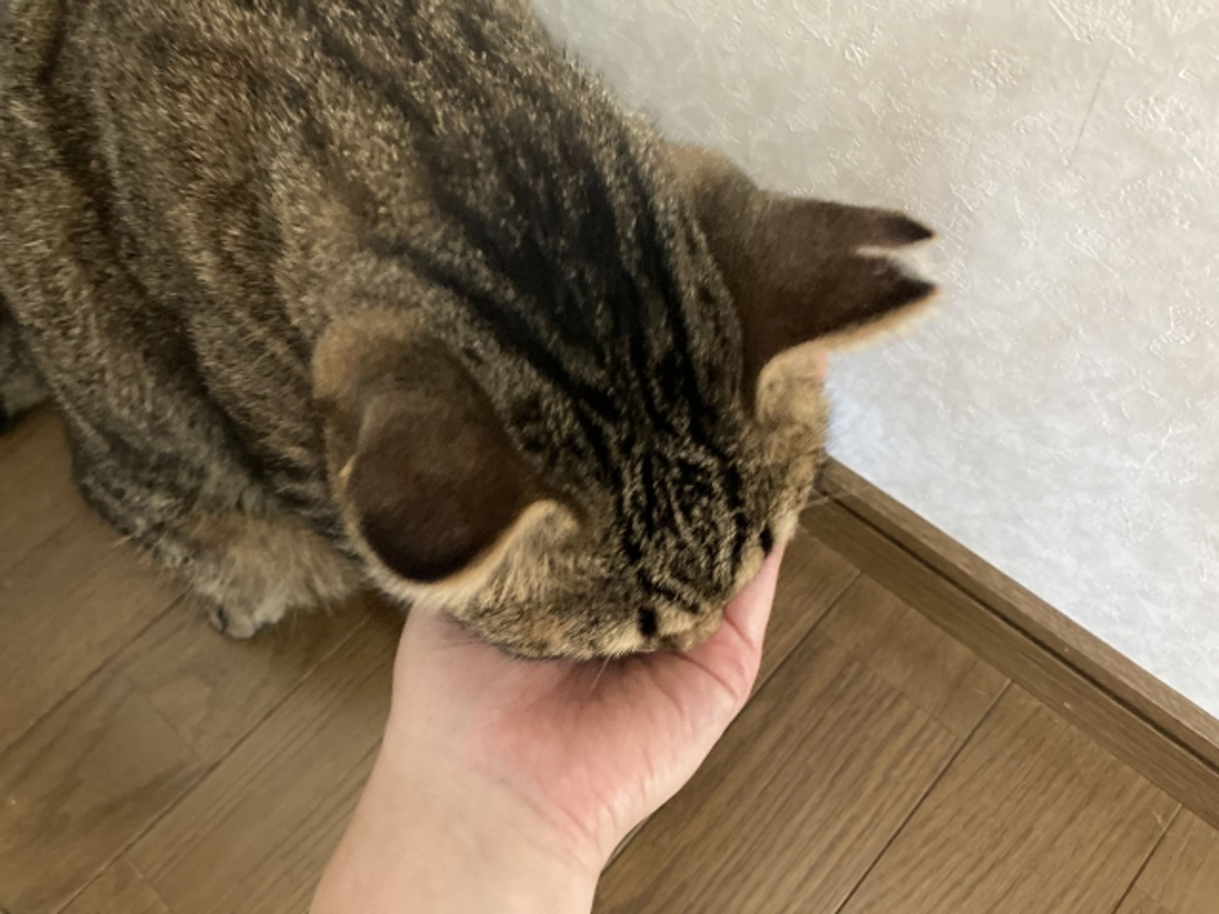 寵物是珍貴的家人,毛小孩的食安只能靠飼主來把關。(示意圖,photoAC)