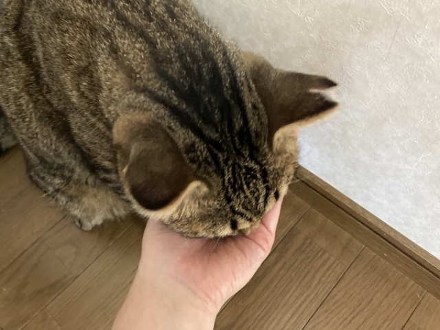 寵物是珍貴的家人,毛小孩的食安只能靠飼主來把關。(示意圖,photoAC)