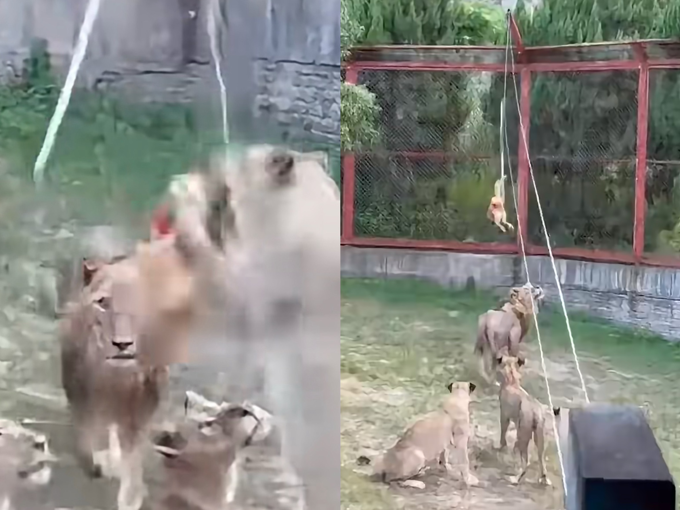 花60元釣活雞逗老虎!福建動物園「獵奇餵食秀」爆爭議 網友怒轟:太殘忍