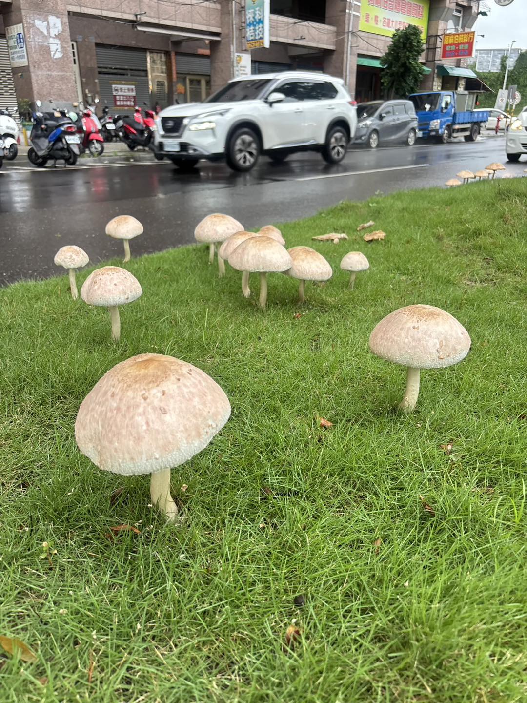 日前南部連日豪雨，鳳山區鳳南路安全島上長出有毒的綠褶菇，模樣可愛掀起民眾討論。（翻攝畫面）