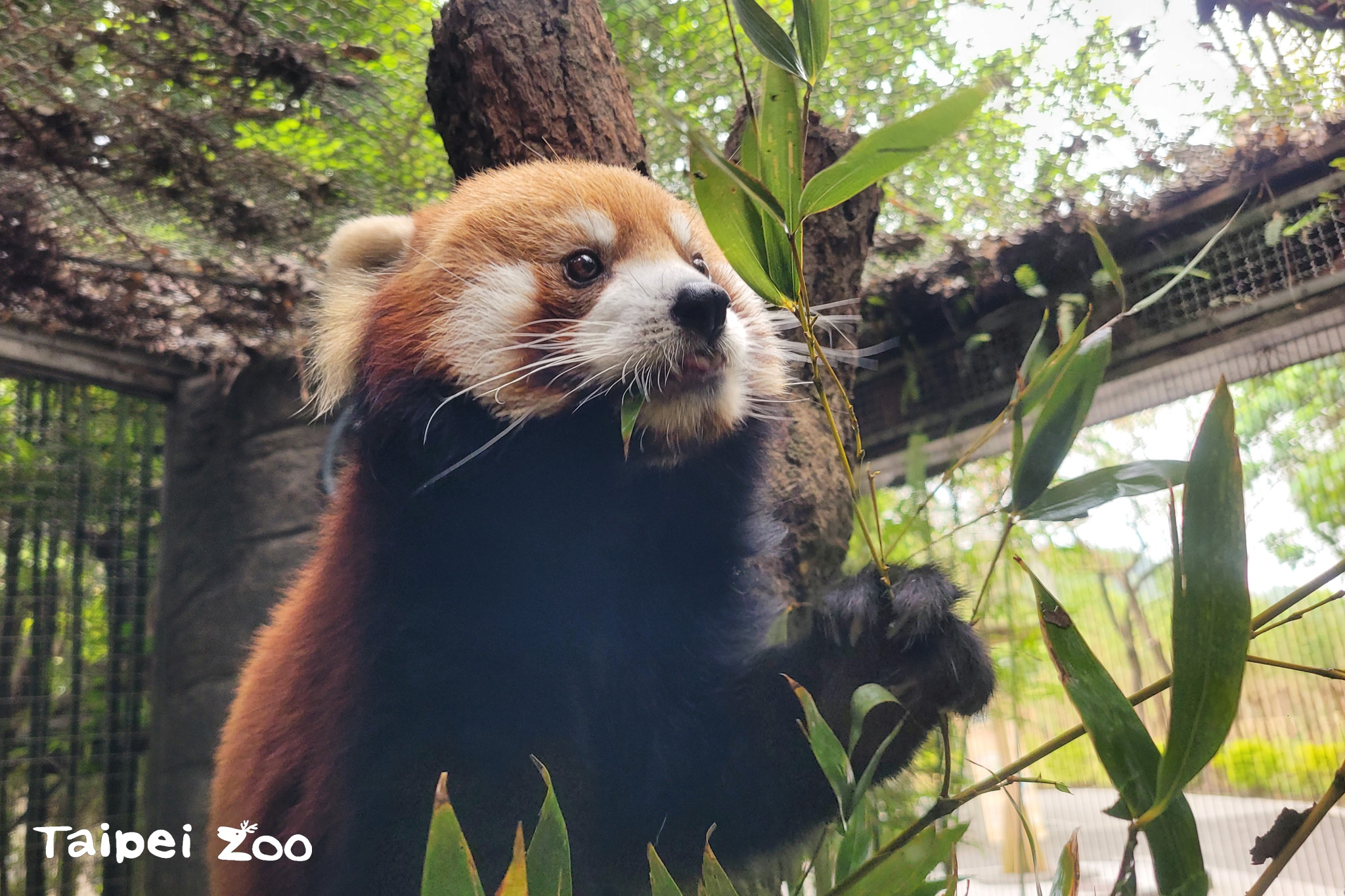 小貓熊「可頌」啟程前往日本。（台北市立動物園提供）