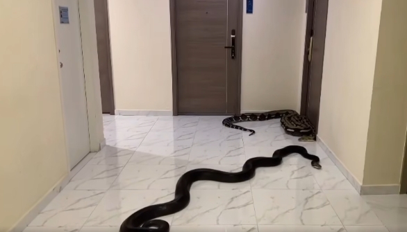住戶不滿鄰居違規，在投訴未果的情控下放蛇作為報復。（翻攝自臉書@Akarapon Wanason）