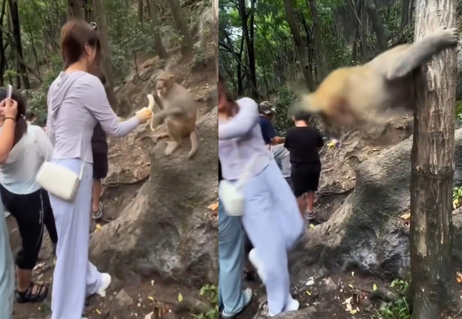 一名女遊客在貴州黔靈山風景區遊玩時，拿香蕉打算餵食野生獼猴，反遭攻擊。（翻攝微博）