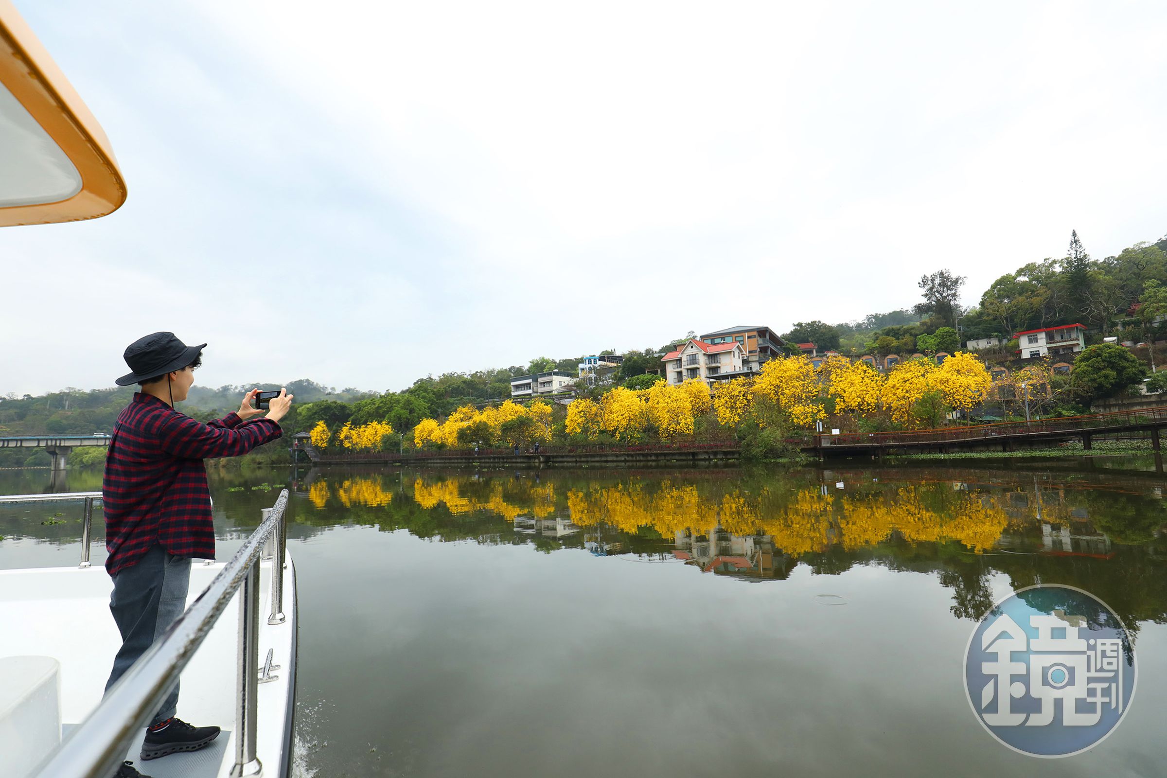 每年3月黃花風鈴木盛開，會沿著峨眉湖環湖步道形成一片黃金花海。