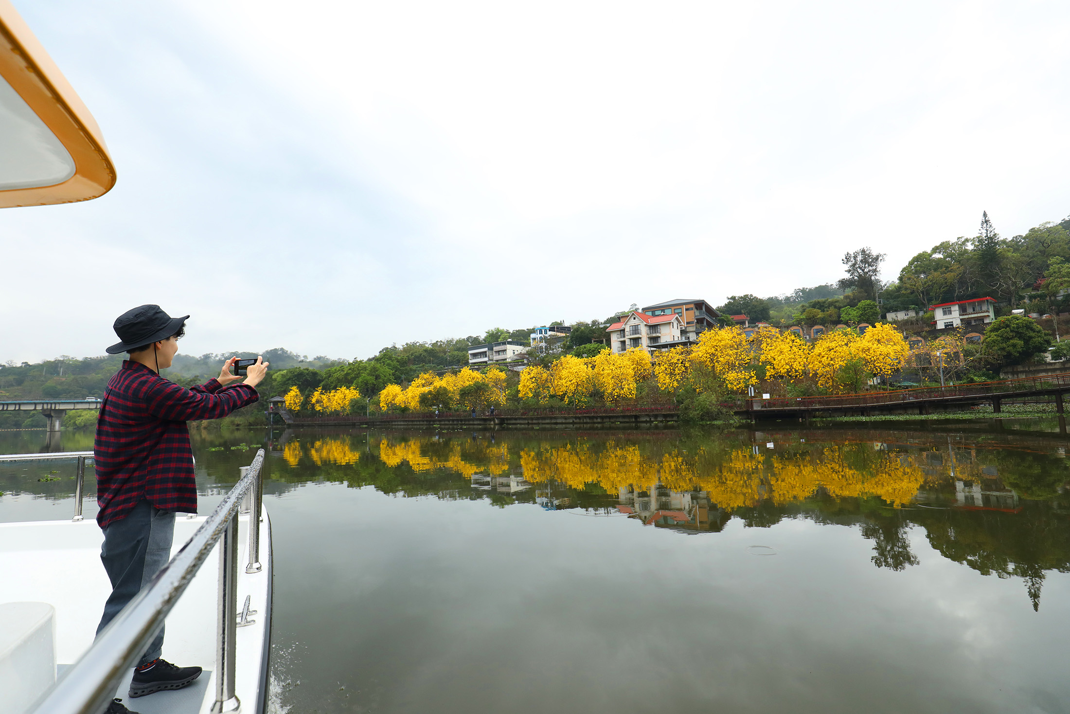 每年3月黃花風鈴木盛開,會沿著峨眉湖環湖步道形成一片黃金花海。