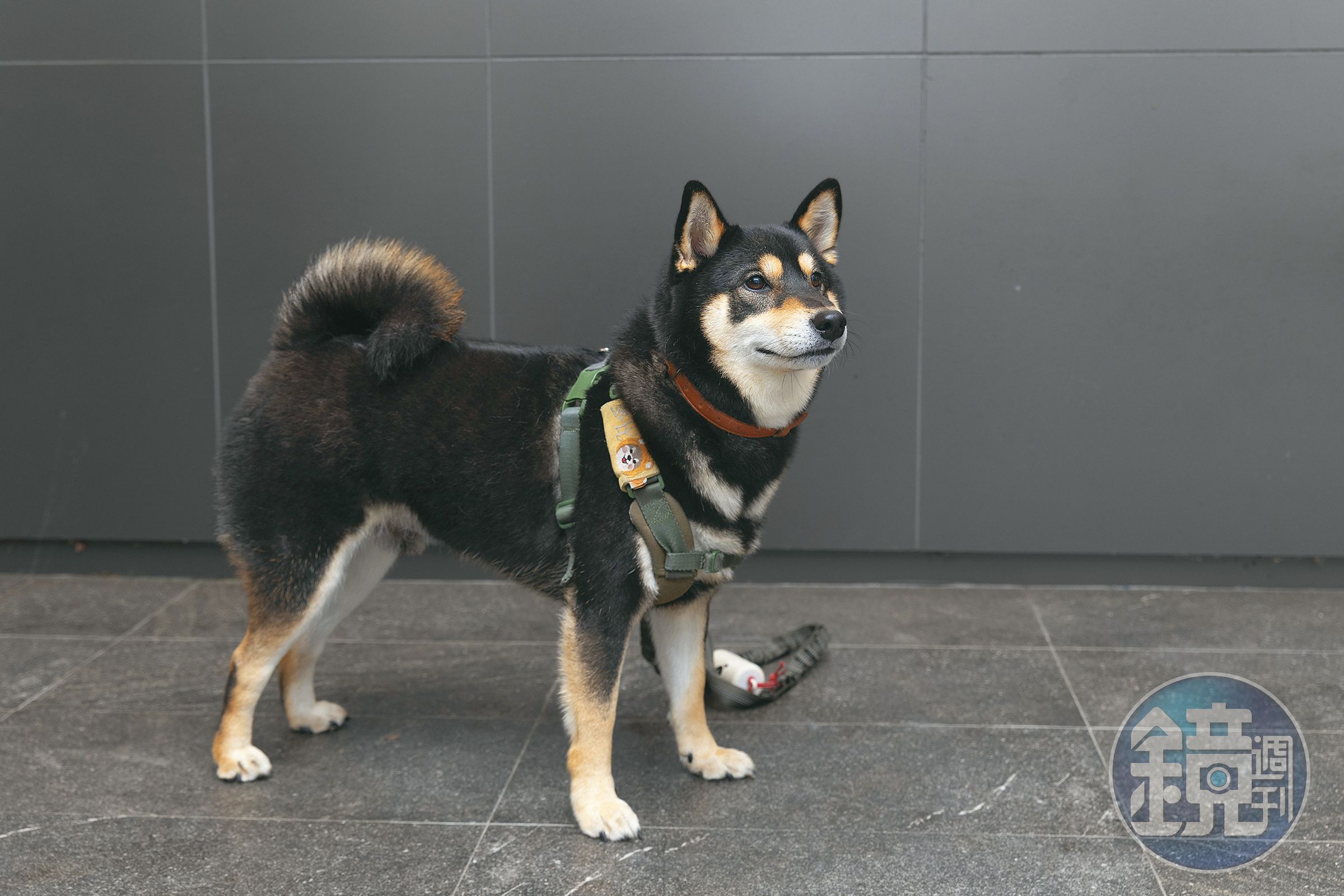 多比是一隻可抱可摸的柴犬，個性親人，最喜歡出門散步。