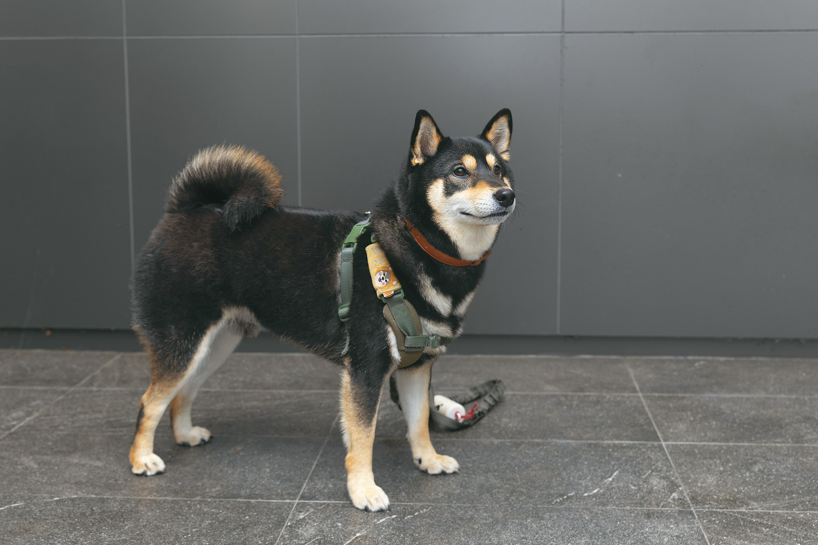 多比是一隻可抱可摸的柴犬，個性親人，最喜歡出門散步。