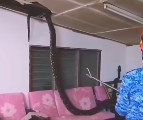 一條大蟒蛇闖入馬來西亞一處民宅中。（翻攝自IG@ohmycelebritymalaysia）