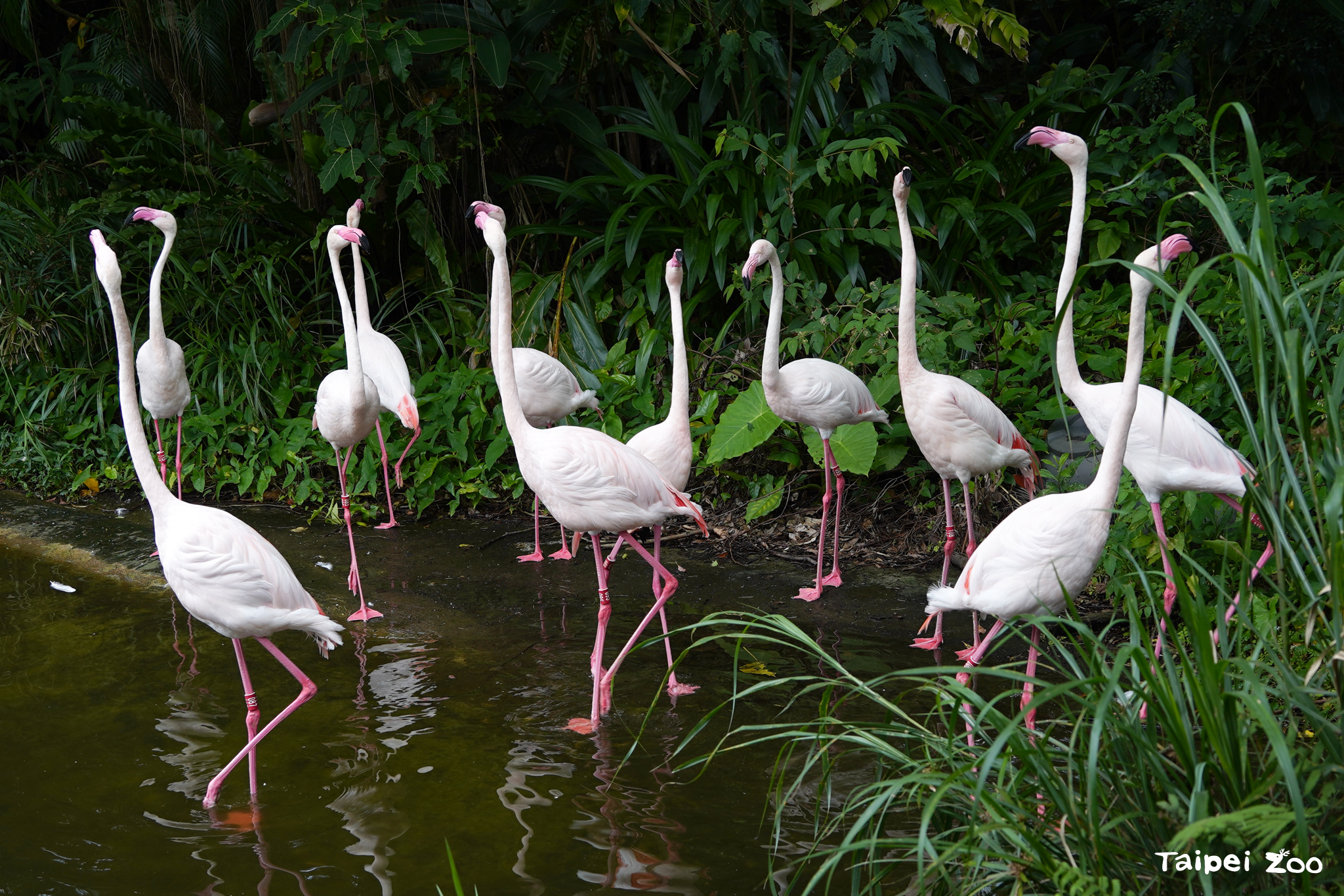 台北市立動物園今年歡慶111週年。（翻攝臉書「Taipei Zoo 臺北市立動物園」）
