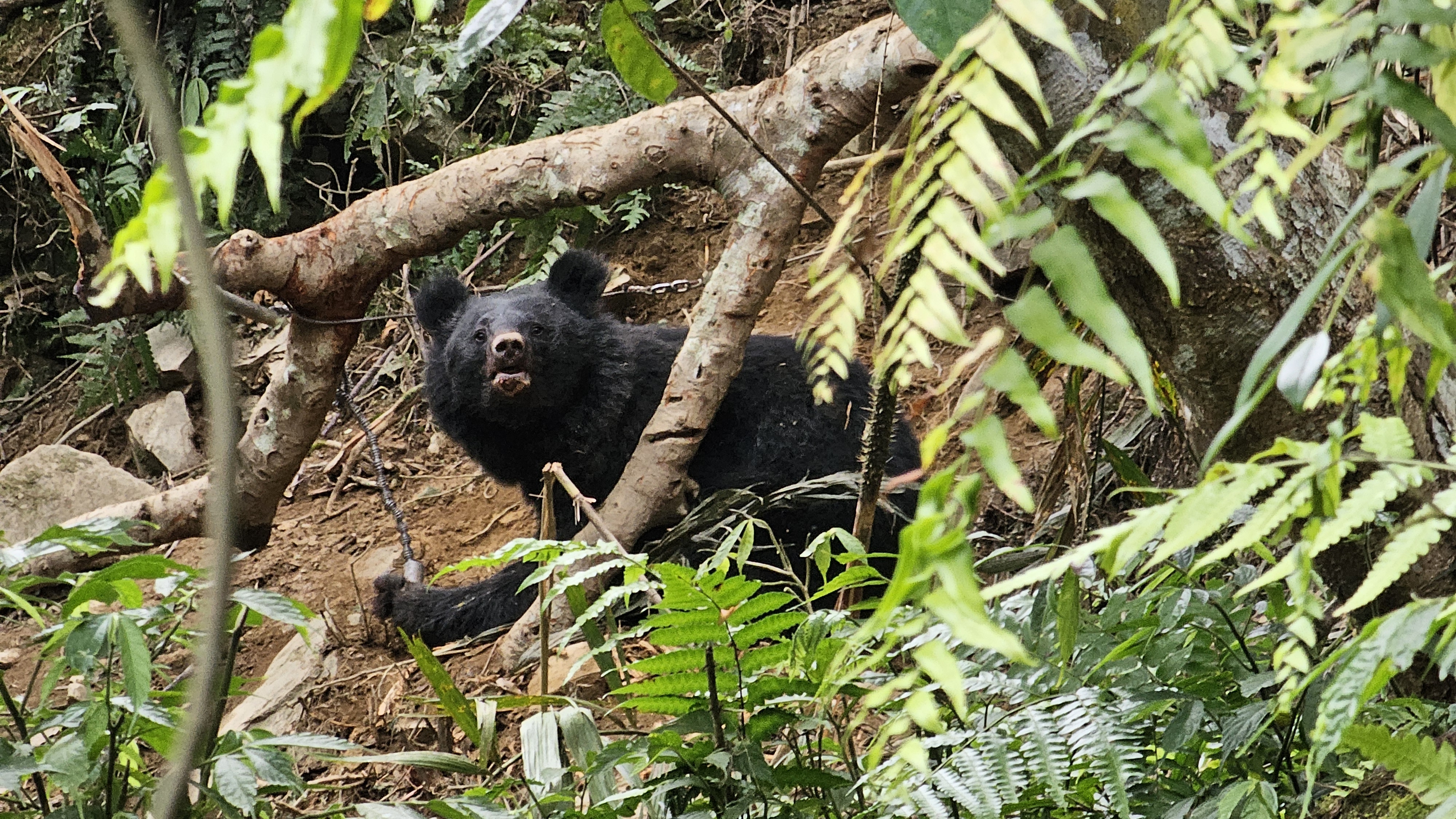 「桃源棲地巡守隊」第一時間發現黑熊（母熊）受困畫面。（林業保育署台東分署提供）