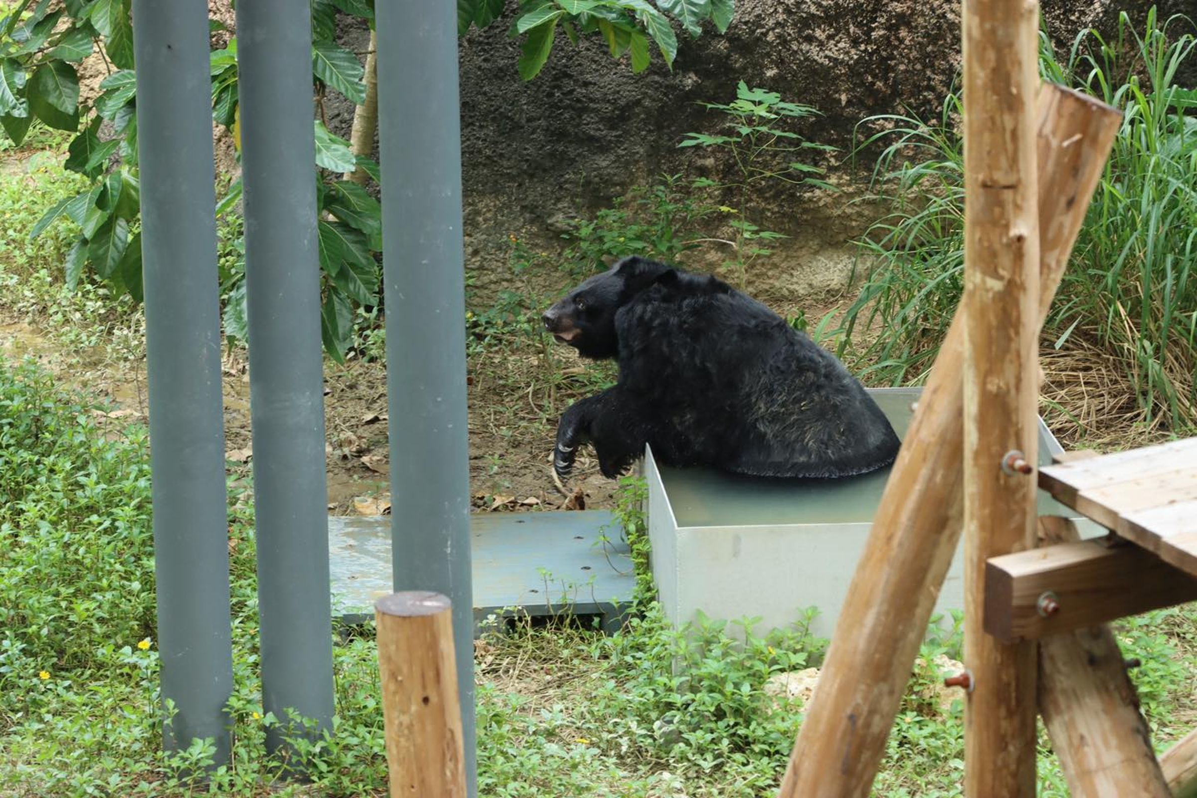 壽山動物園曬出多張瑪莉奶奶生活照,這張是瑪莉奶奶優雅享受泡澡的照片。(壽山動物園提供)