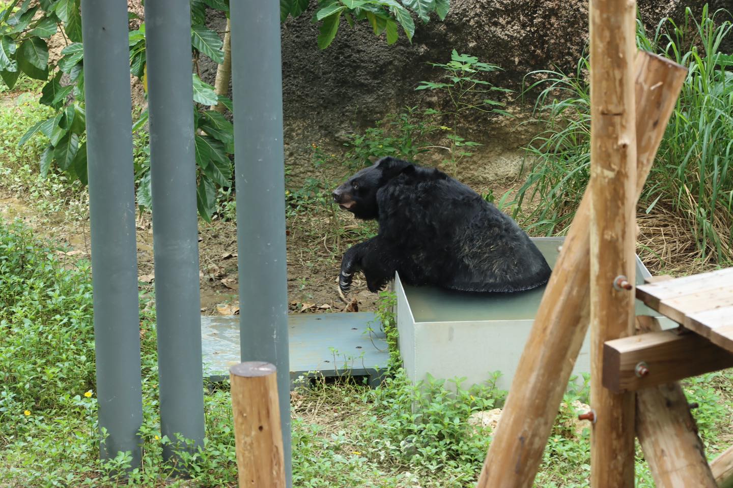 壽山動物園曬出多張瑪莉奶奶生活照，這張是瑪莉奶奶優雅享受泡澡的照片。（壽山動物園提供）