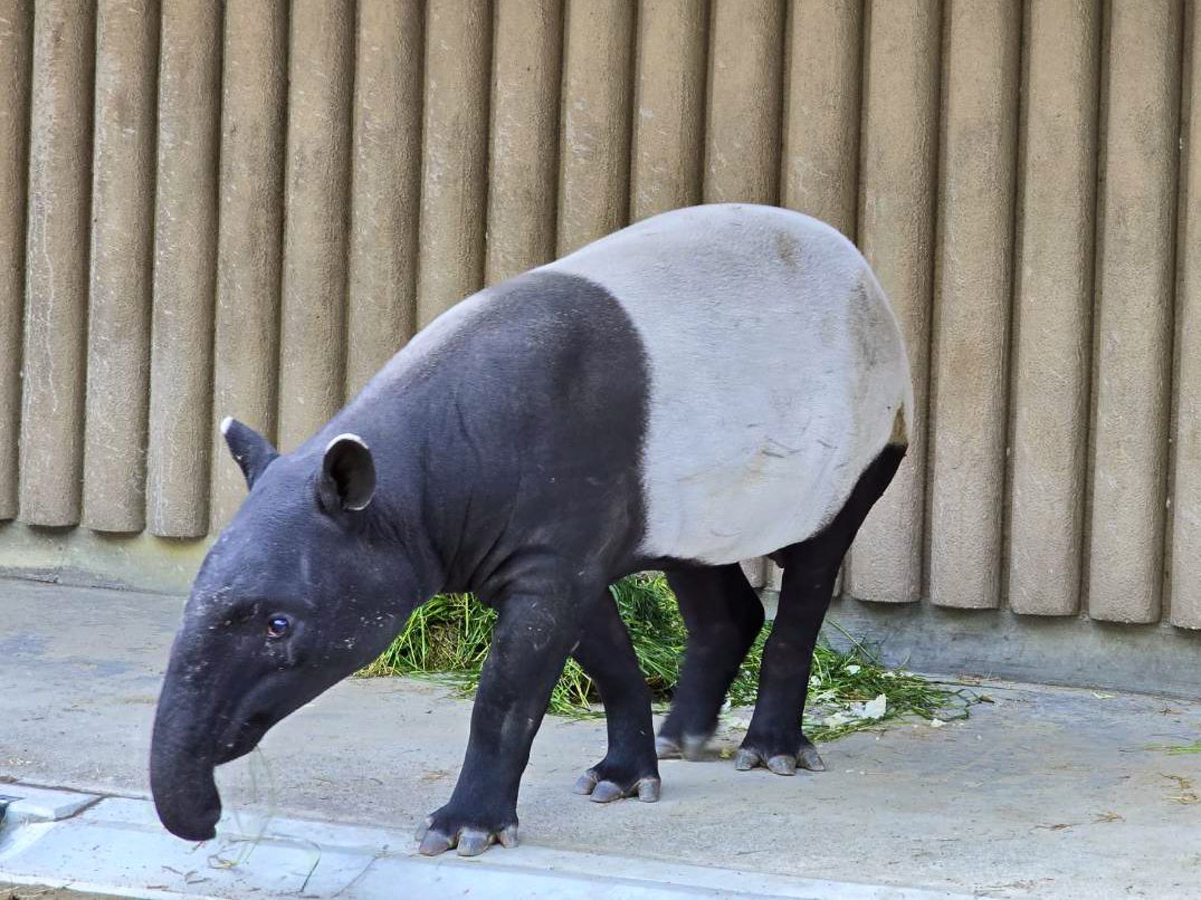 遠渡重洋入住日本「東山動植物園」的「貘豆」。(日本東山動植物園提供)