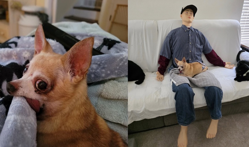 吉娃娃太黏人！女主人買「假人伴侶」成功解憂。（翻攝自facebook@Janelle Grace ）