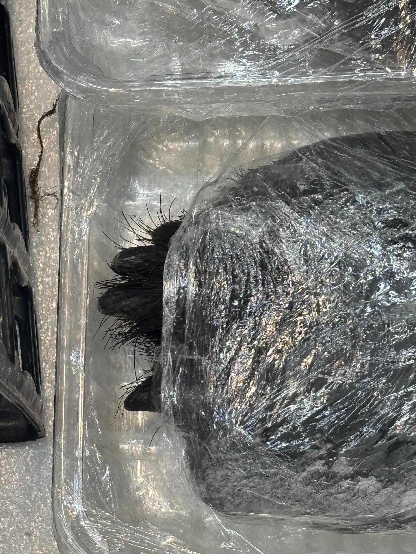 有日本網友在超市肉品區驚見整隻未經處理的熊掌上架販售,引發民眾熱烈討論。(翻攝自Threads kitten210309 )