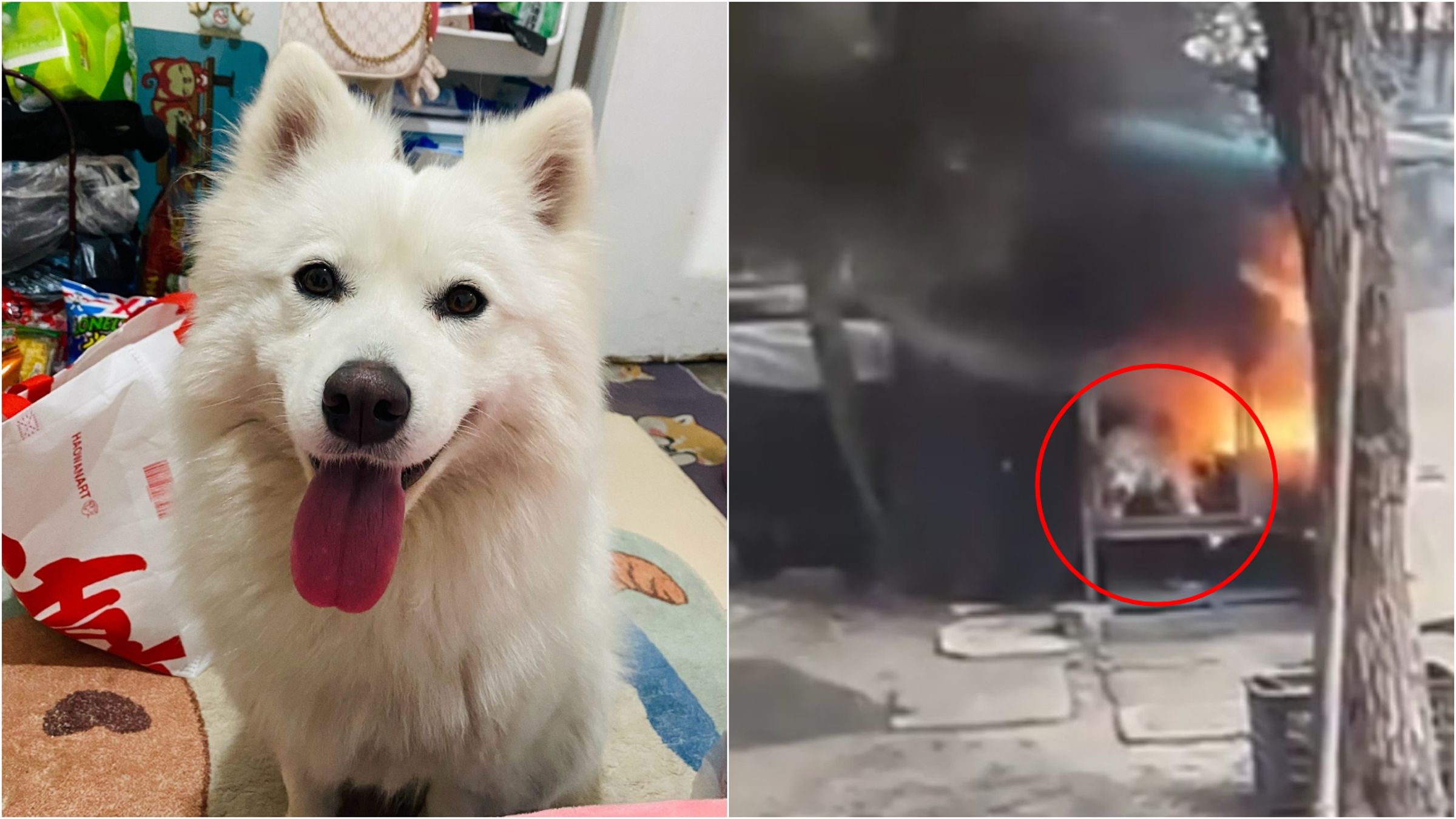 薩摩耶遭2名屁孩活活燒死，無處可逃。（翻攝飼主微博）