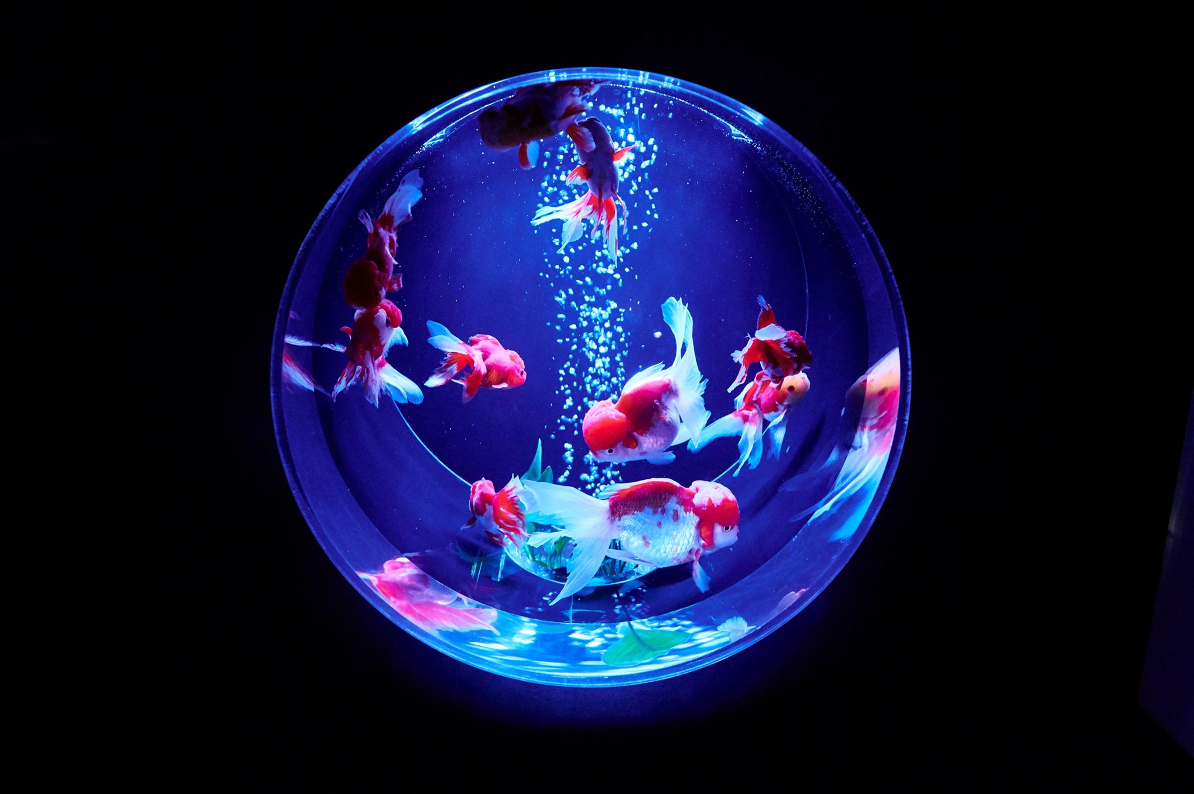 台北信義區ATT 4 FUN的SAKURA餐酒館即將舉辦以藝術為名的金魚藝術展,用夢幻的繽紛燈光打造視覺效果。然而,這從日本引進的展出方式早備受大眾批判。(翻攝自facebook @アートアクアリウム / ART Aquarium)