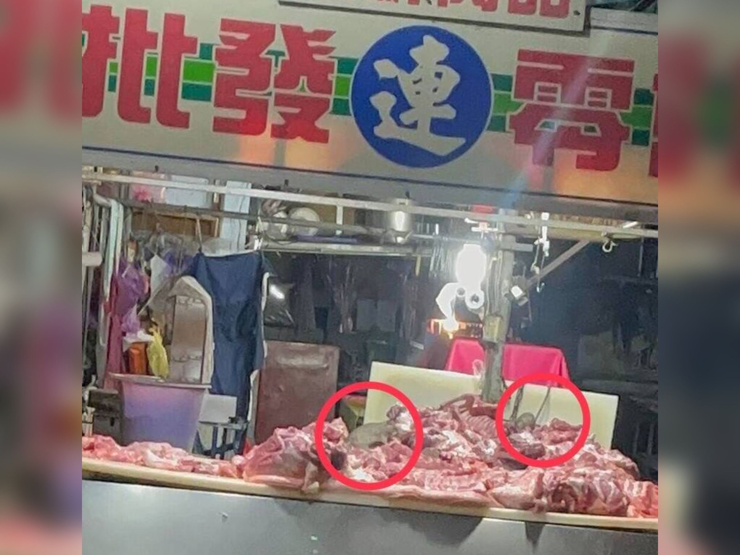 有民眾直擊高雄市鳳山區傳統市場肉攤,有2隻老鼠啃食生肉,擔心消費者恐已吃下肚,衛生局獲報已火速展開稽查。(翻攝畫面)