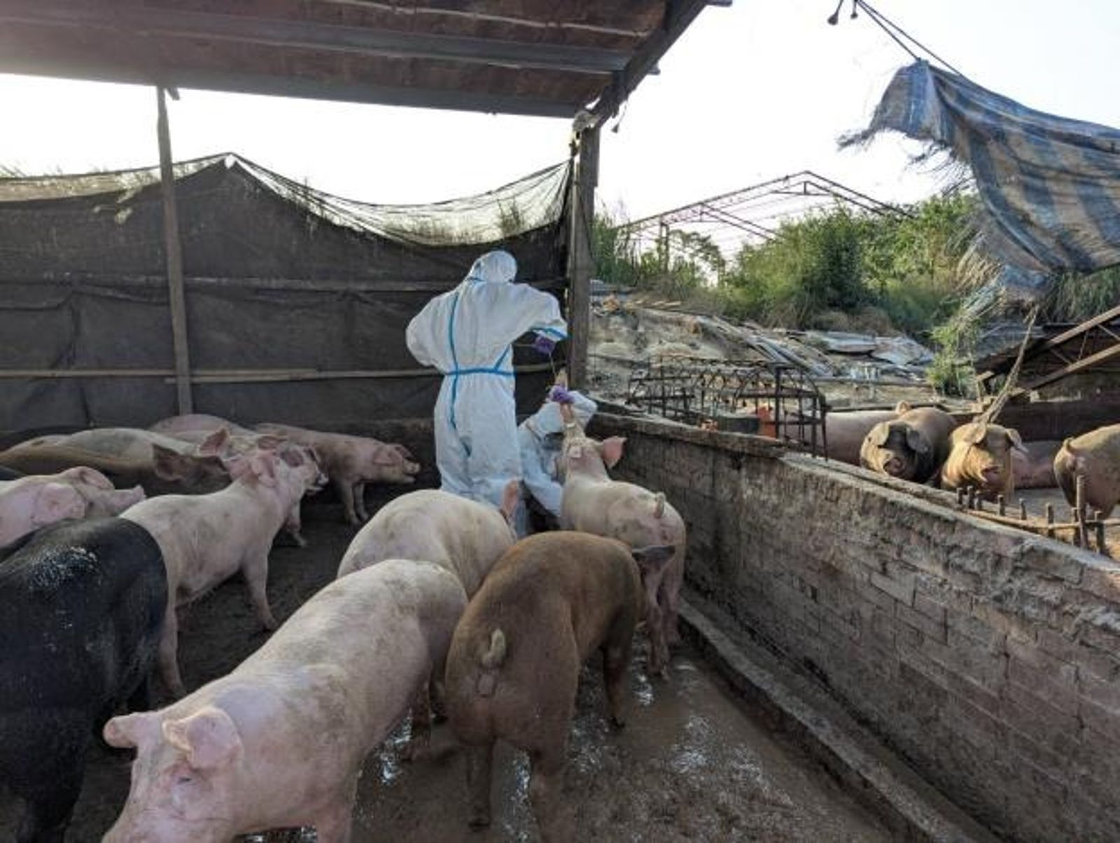 台南白河查獲違法廚餘餵豬　依法重罰業者120萬