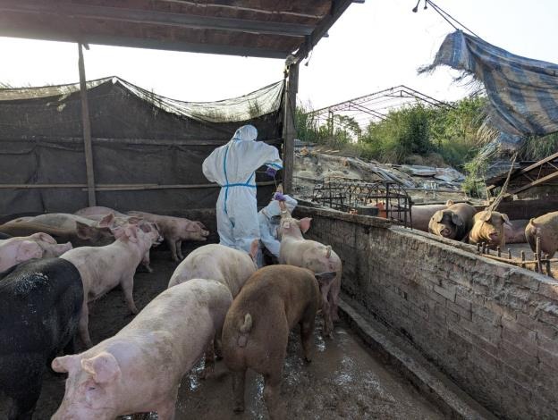 該場被查獲時，共飼養168頭豬，現場留有10桶廚餘及飼料槽殘渣。（農業局提供）