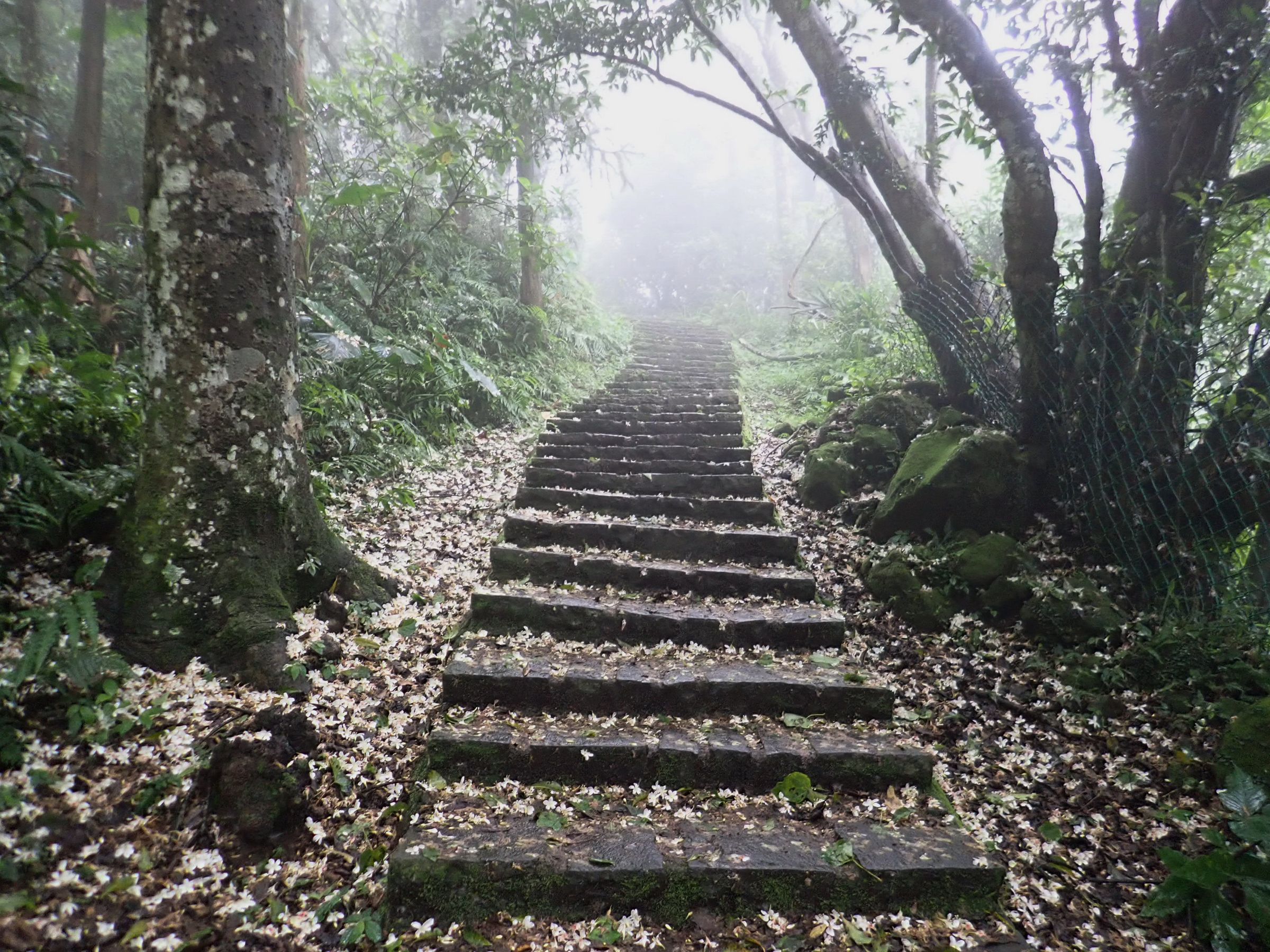 來大崎棟登山步道健行,雪白桐花鋪成白色地毯。(圖/吳天才)