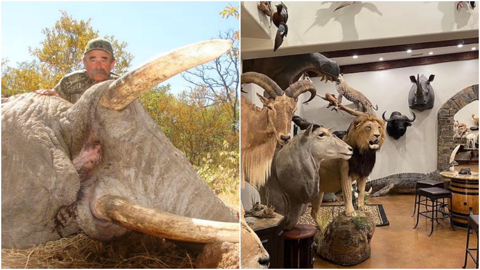 百萬富翁多西歐（Ernie Dosio）喜歡狩獵動物，家中收藏大量「戰利品」，沒想到最後他卻成為動物的獵物身亡。（翻攝《每日郵報》）