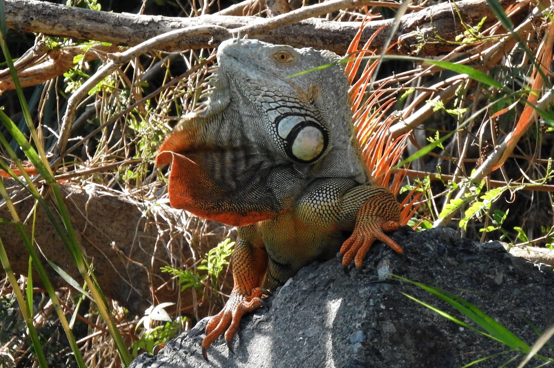 農業部成立綠鬣蜥防治應變小組，加強綠鬣蜥監控與移除。（翻攝臉書@林業及自然保育署）