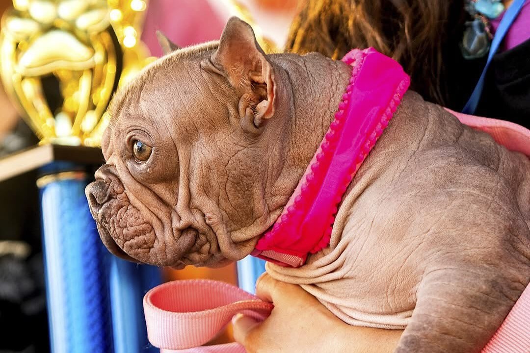 世界最醜狗狗大賽冠軍Petunia。（翻攝自instagram@life_at_luvabledogrescue）