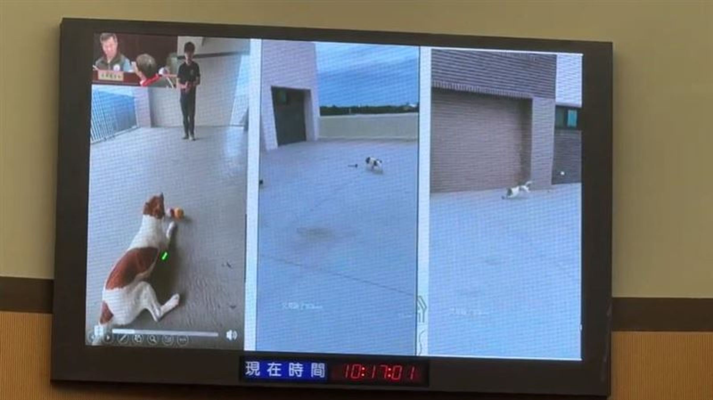 曾在0403強震中立下大功的花蓮搜救犬Wilson，日前傳出在訓練中心意外死亡。花蓮縣消防局長吳兆遠今赴議會進行專案報告，還原Wilson墜樓過程，並嚴正駁斥網路虐犬傳聞，全案目前已進入行政與司法調查階段。（翻攝畫面）