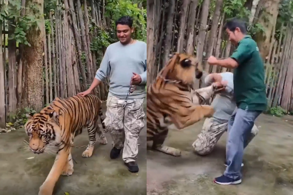 一名印度男遊客在與老虎自拍時，突然遭猛獸攻擊，當場尖叫逃命。（翻攝自X）