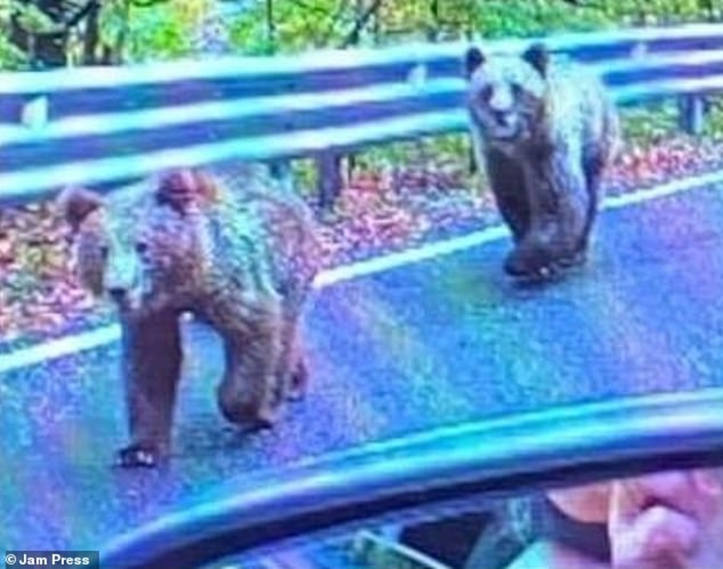 又有白癡觀光客!阿嬤開車窗邀野生熊熊玩自拍,慘被攻擊狠咬。(翻自《每日郵報》)