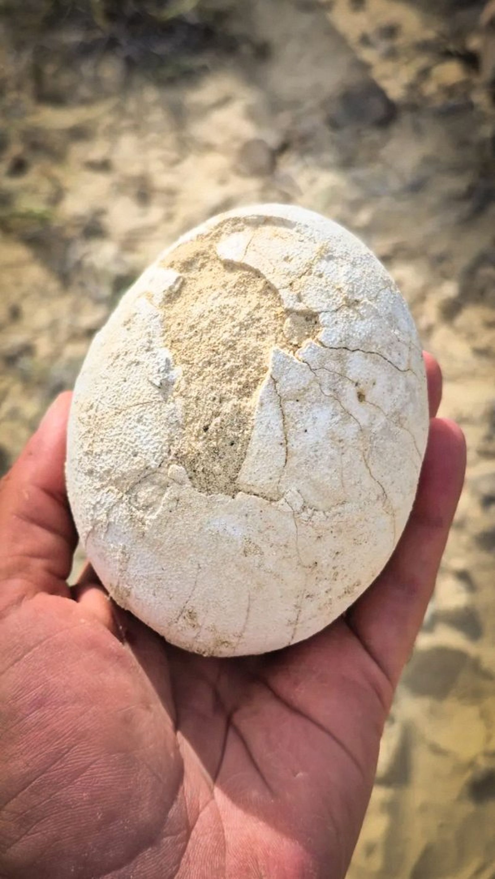 恐龍蛋外殼光滑堅固，細看仍能見到自然裂紋與沙質痕跡，宛如剛煮好的水煮蛋。（翻攝federico.agnolin IG）