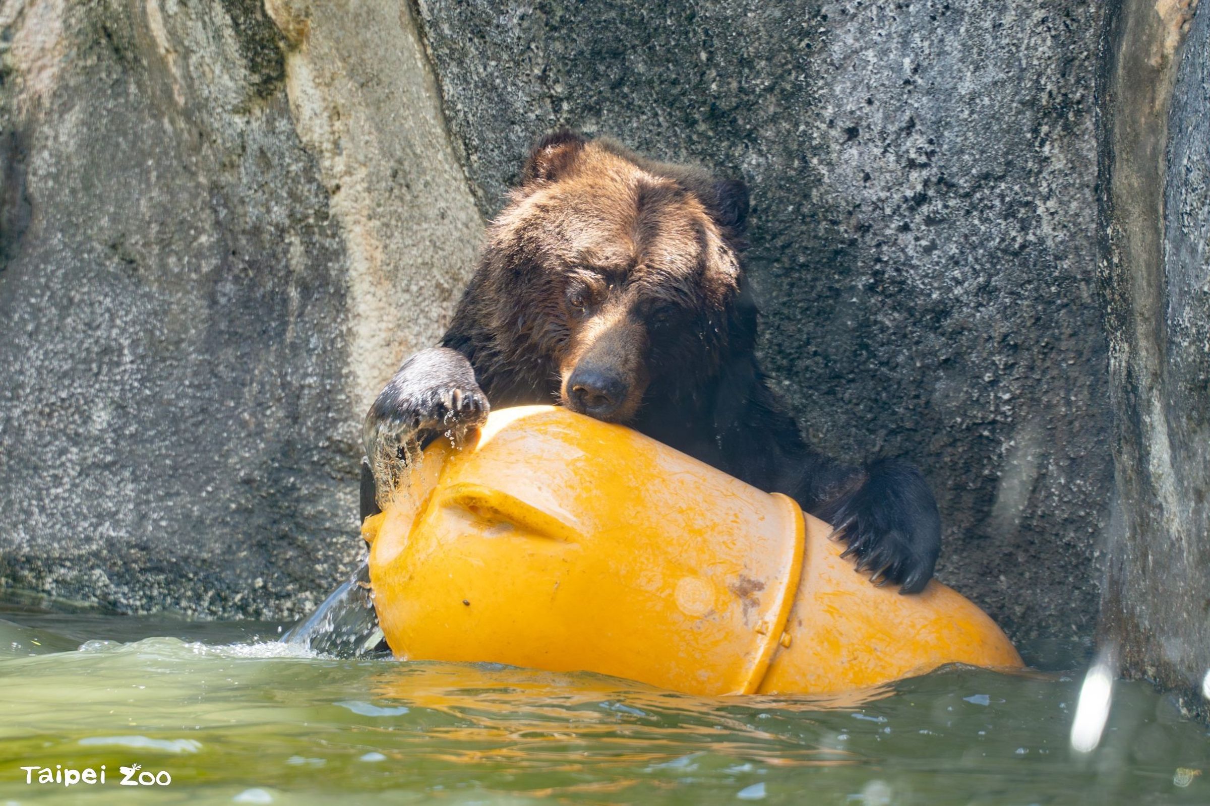 北市動物園棕熊「小喬」離世。(北市動物園提供)