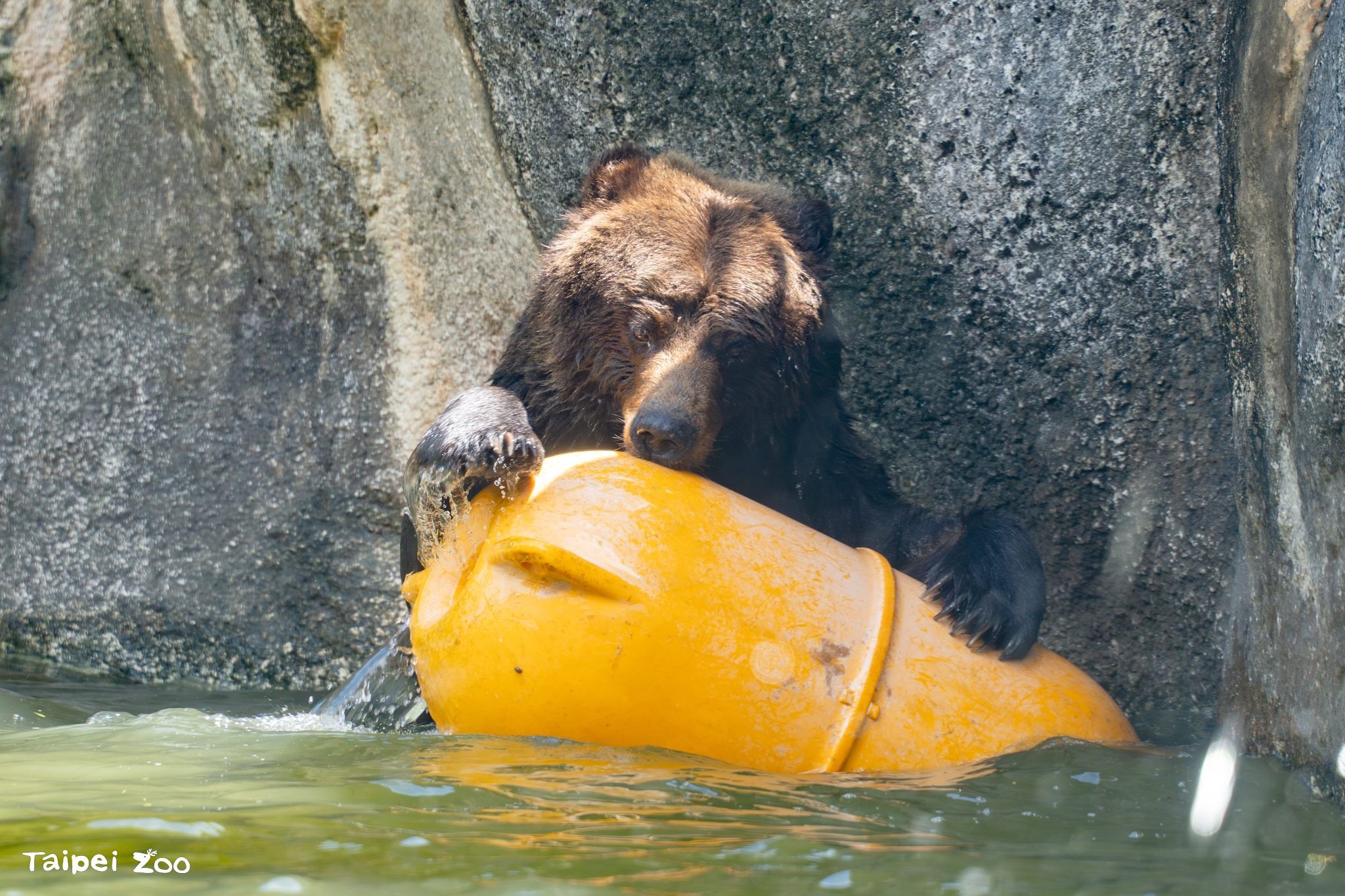 北市動物園棕熊「小喬」離世。（北市動物園提供）