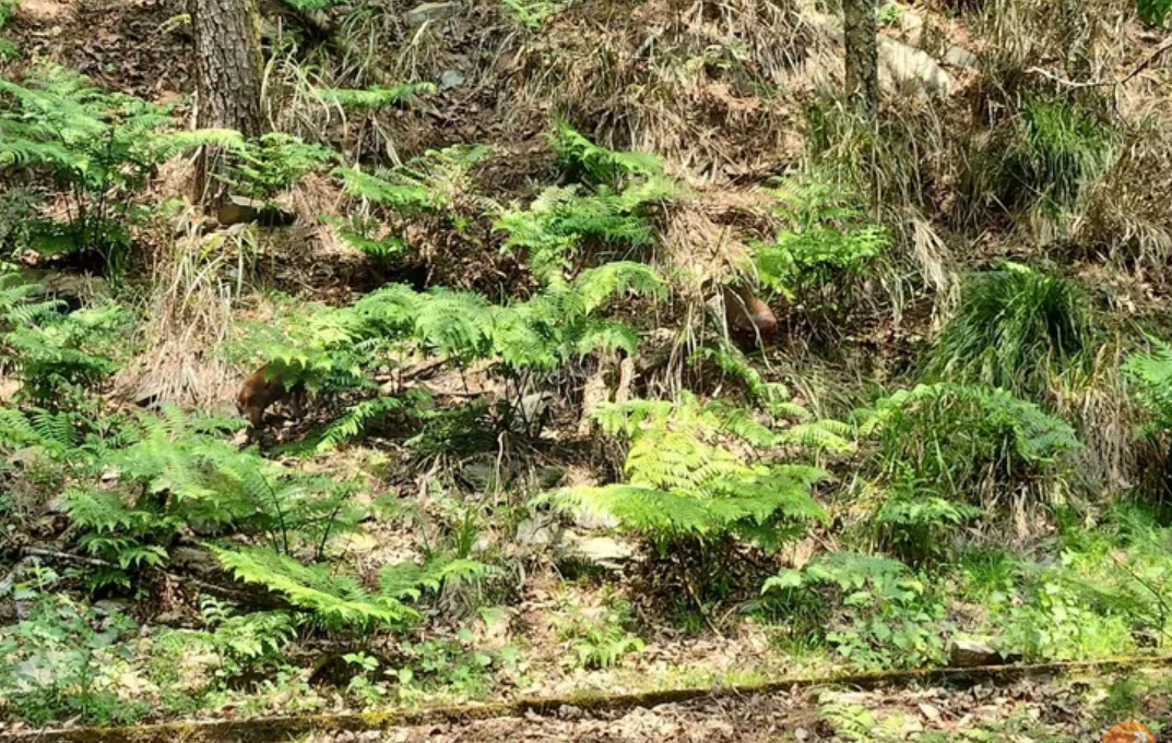 武陵農場臉書公布趣味照片，邀民眾挑戰揪出照片中的神秘動物。（翻攝武陵農場臉書）
