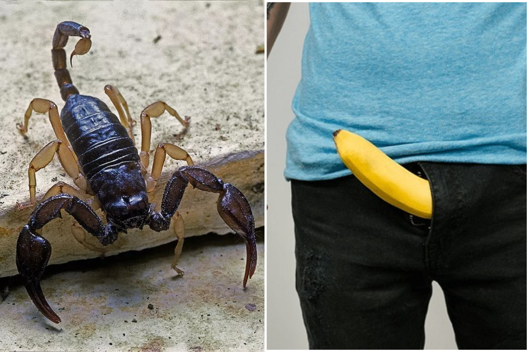 男開房五星級飯店，睡到高潮痛醒！驚見蠍子狠咬生殖器變「毒雞」。（示意圖）