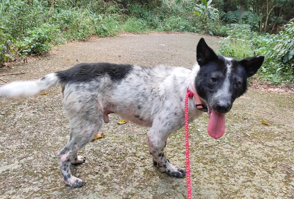 乳牛小狗快樂的在新店動物之家復健中。（新北動保處提供）