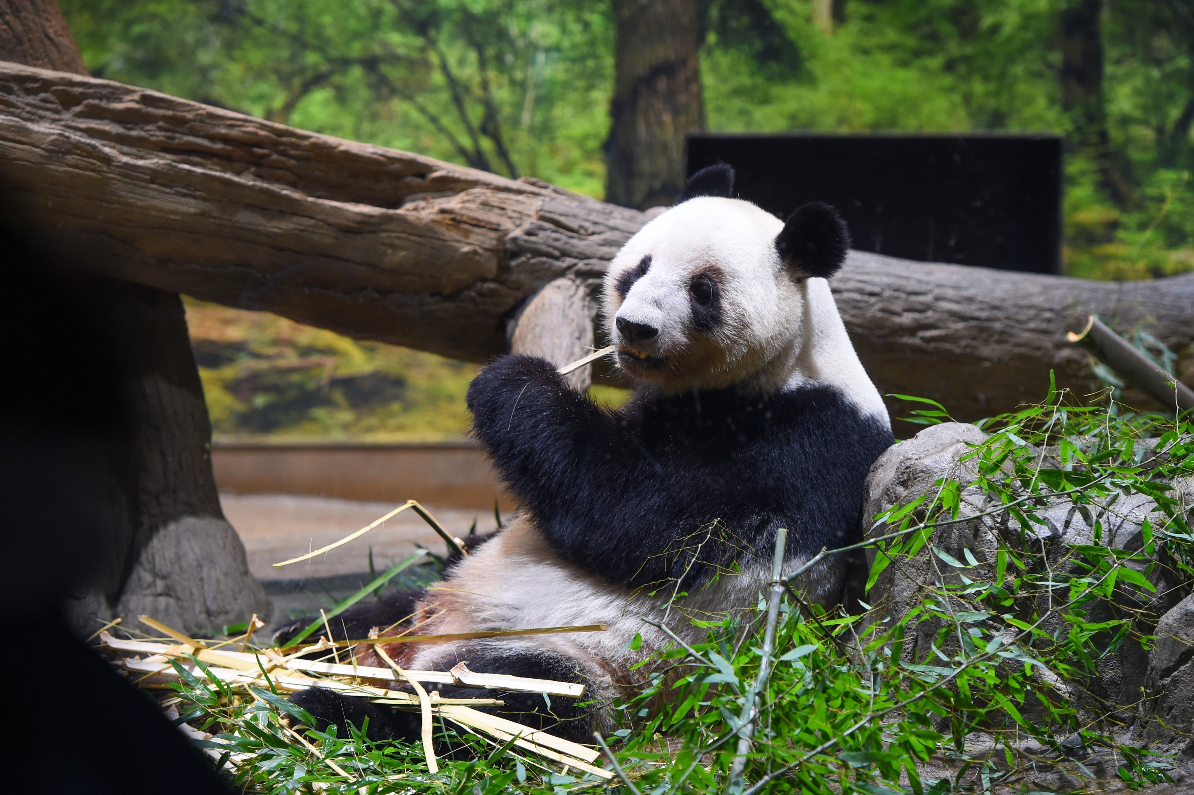 上野動物園的雙胞胎貓熊「曉曉」與「蕾蕾」今午後正式離開園區，預計今晚啟程飛回中國。（翻攝自上野動物園Ｘ）
