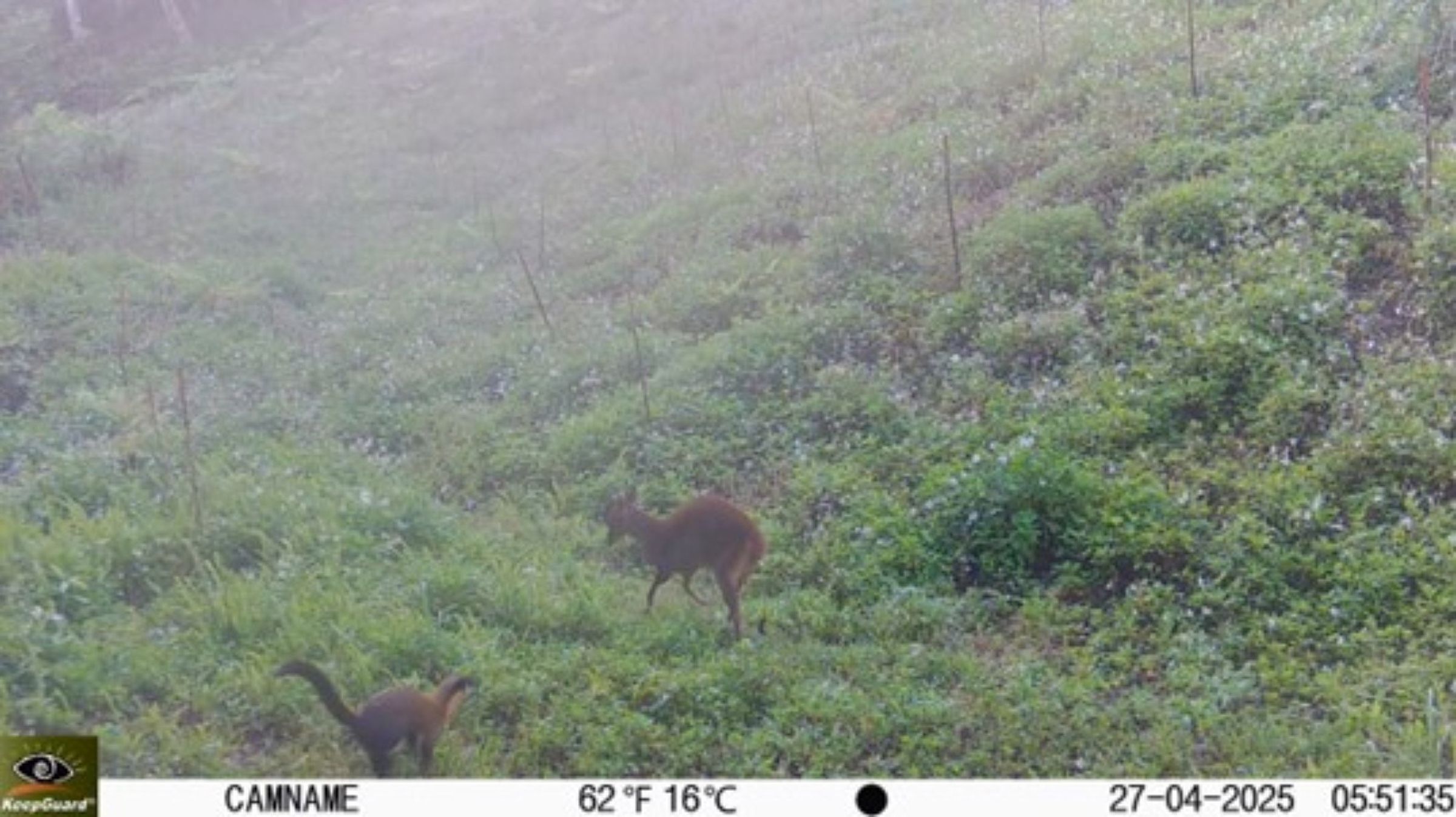 黃喉貂狩獵山羌。（信義房屋提供）