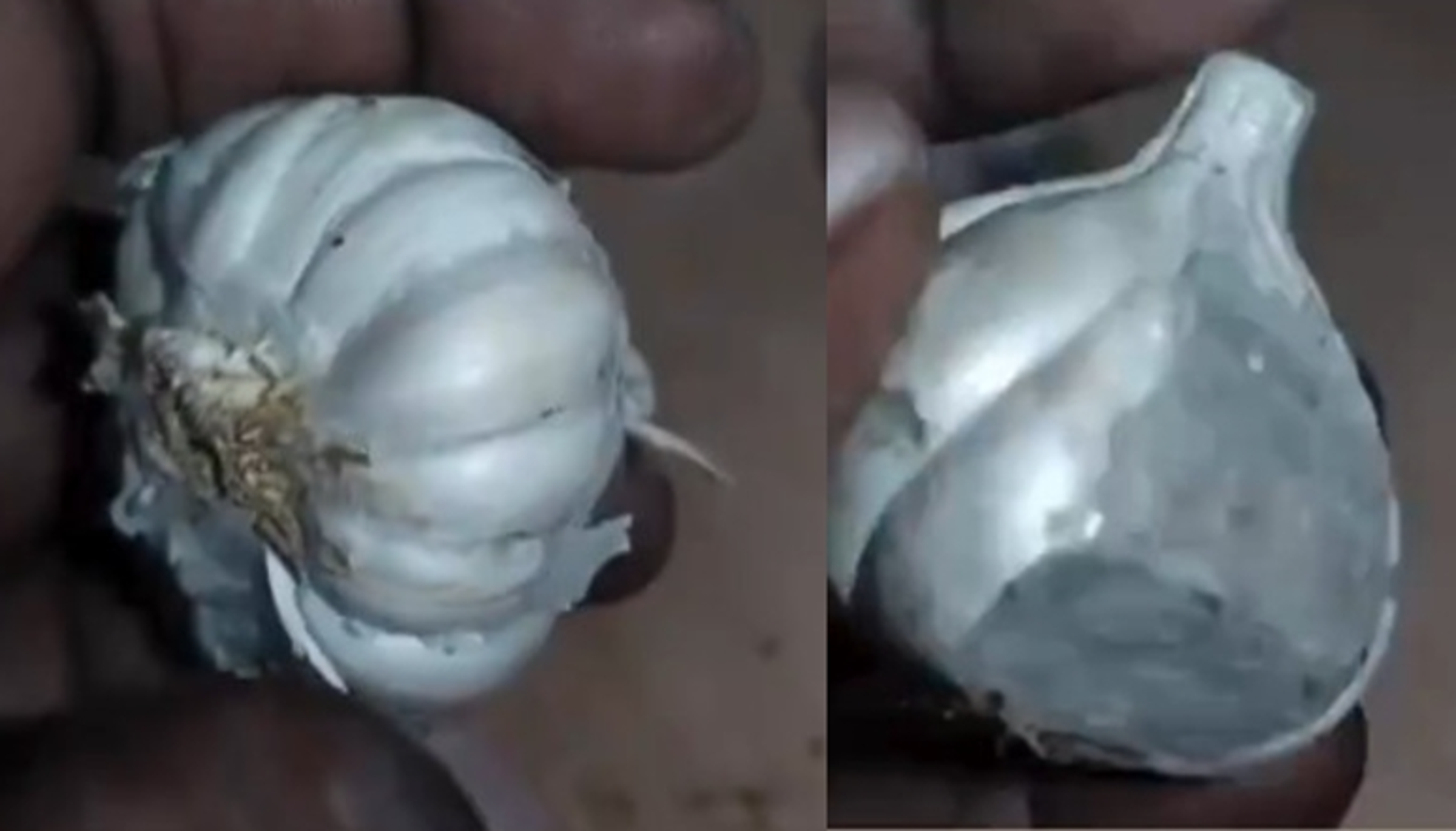 一名人妻在路邊攤販買到水泥做的假蒜頭,回家剝不開才驚覺被騙。(翻攝X@IndiaToday)