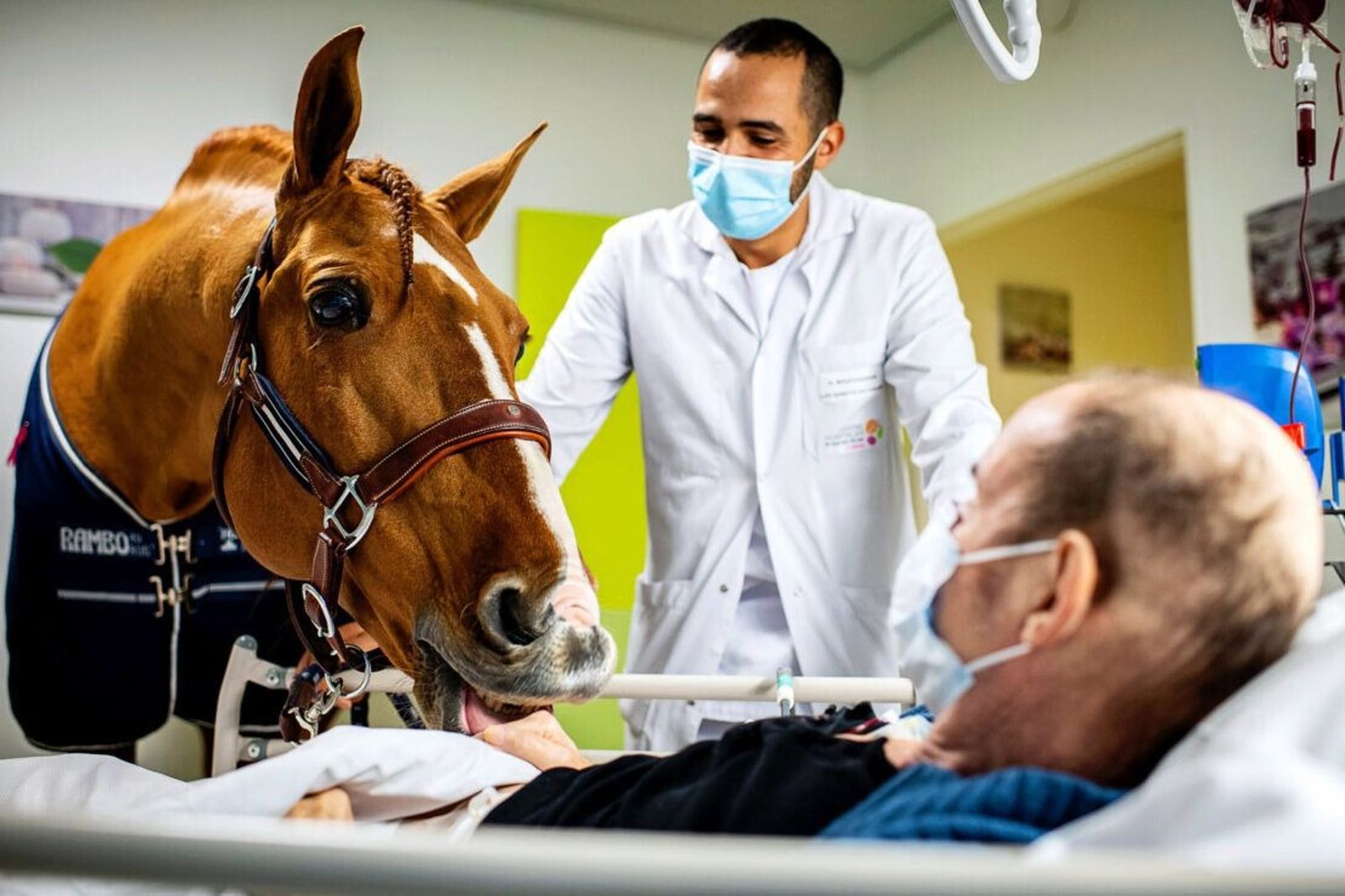 牠能感知生命終點? 法國「馬醫師」Peyo陪癌末病患走完最後一程