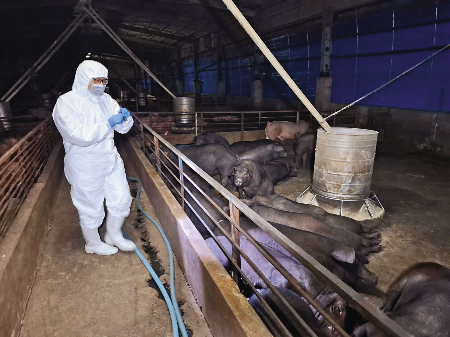 台中梧棲一處養豬場爆非洲豬瘟，感染的豬隻已遭撲殺，並緊急消毒。（台中市政府提供）
