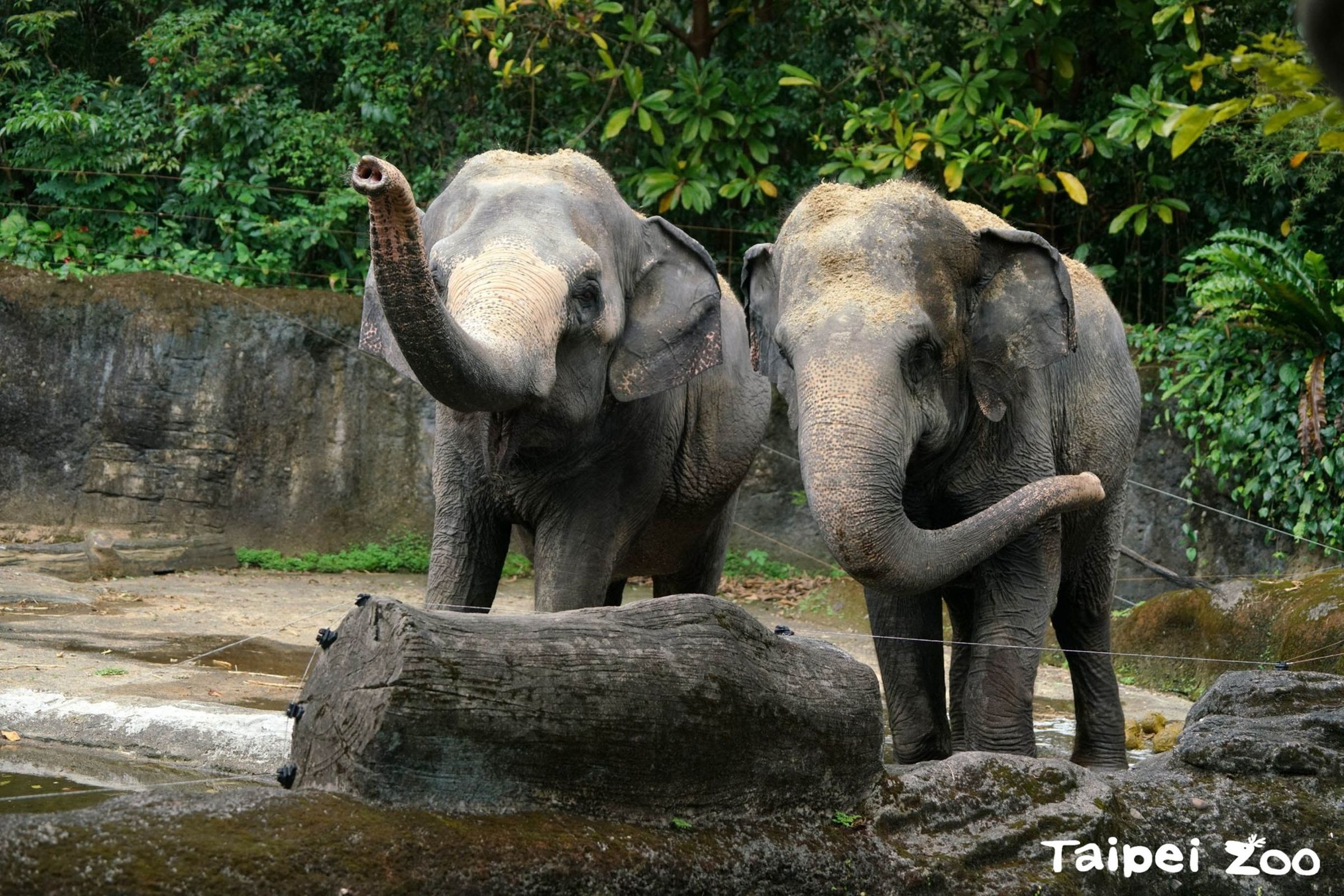 亞洲象友愷(左)與友信(右)。(台北市立動物園提供)