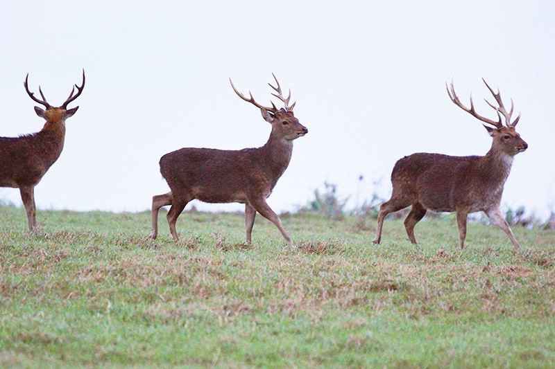 情侶墾丁找到梅花鹿角帶走，意外引發是否違法論戰。（示意圖；翻攝墾丁國家公園臉書）