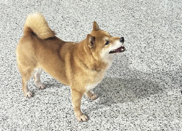 員警幫柴犬找主人，查看項圈時冷不防被咬。（大同分局提供）