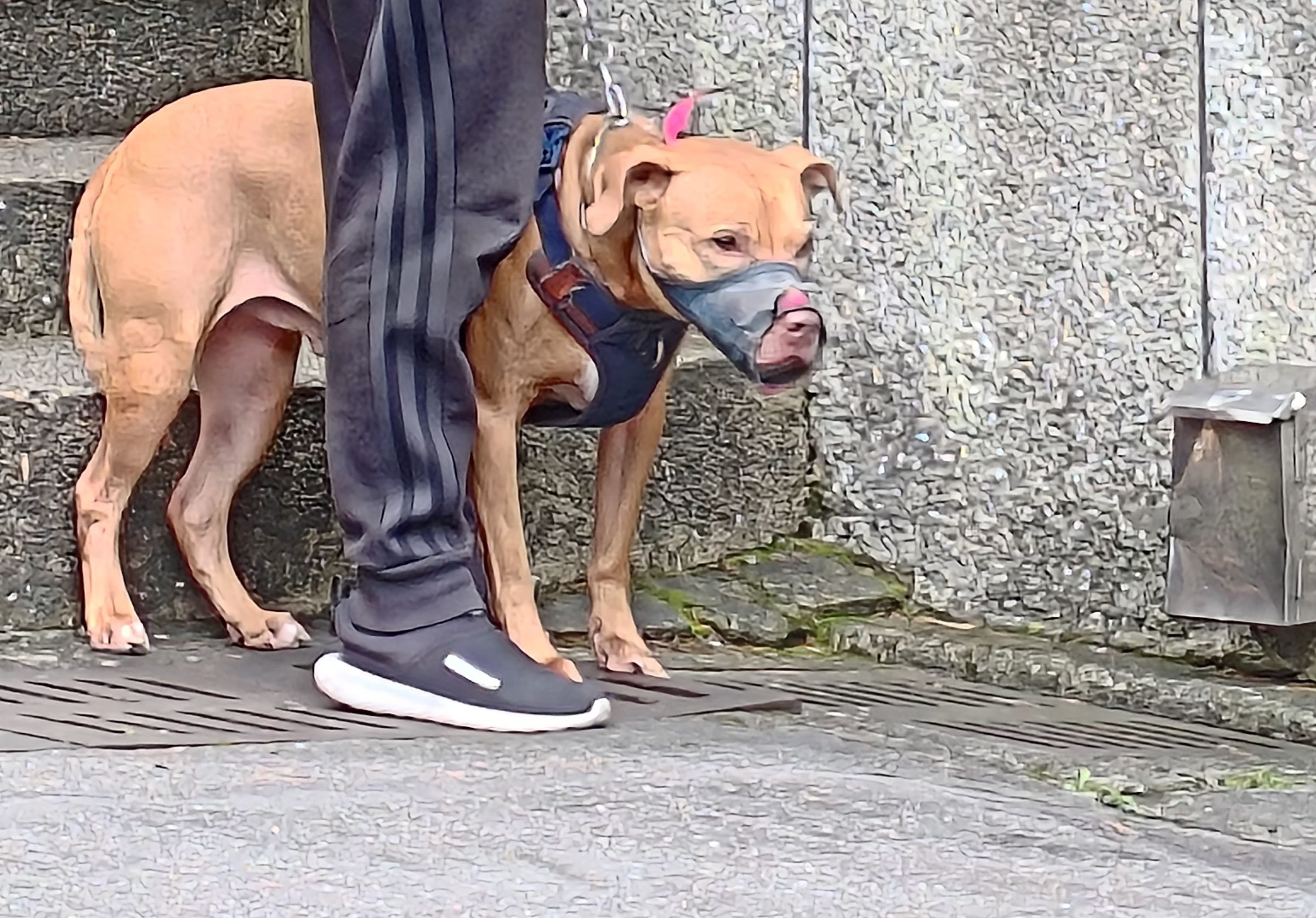 比特犬「Lucky」暫時還找不到新家。(北市動保處提供)