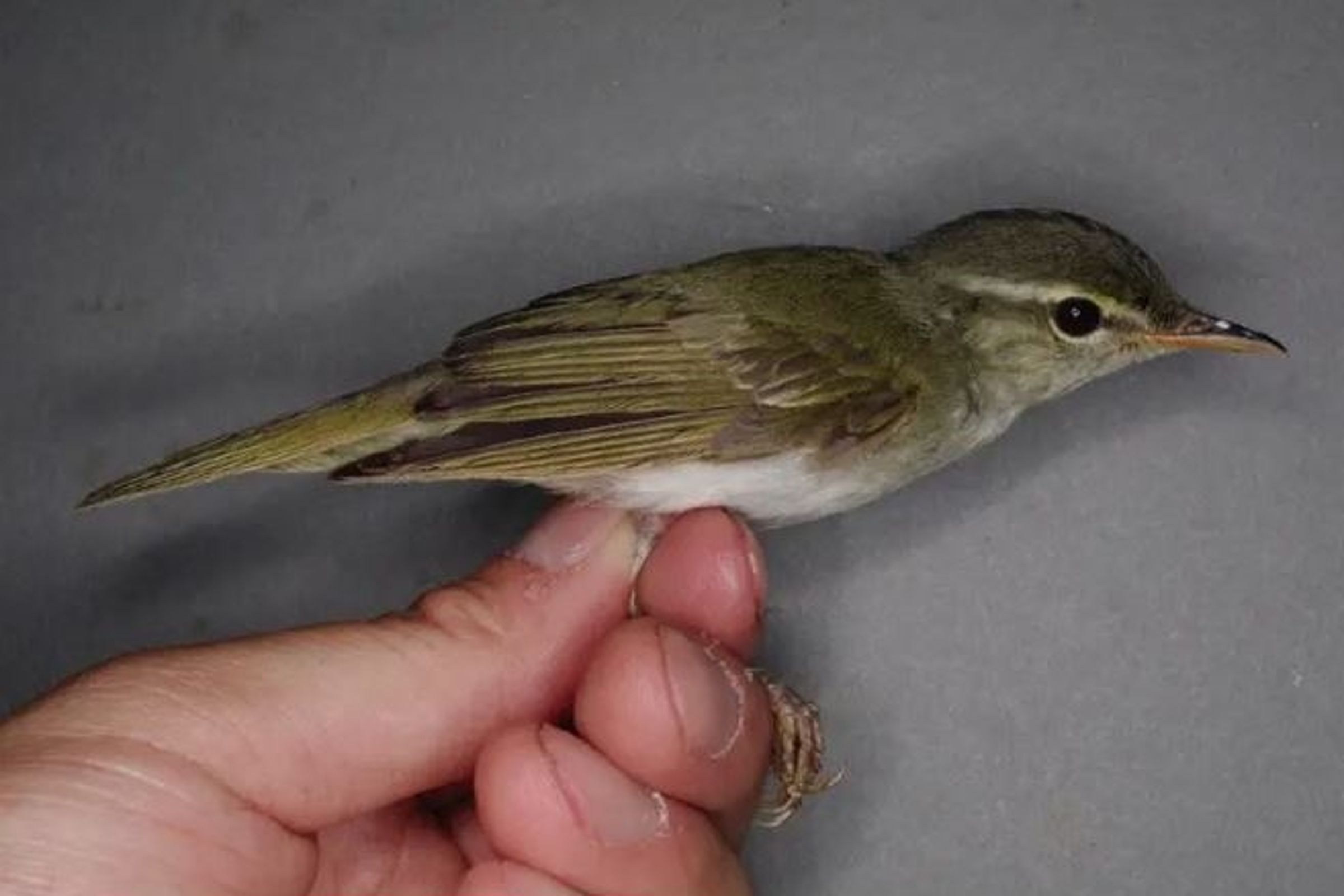 分布在鹿兒島縣吐噶喇群島的一種鶯科鳥類,經鑑定確認為全新物種,並命名為「吐噶喇柳鶯」。(翻攝畫面)