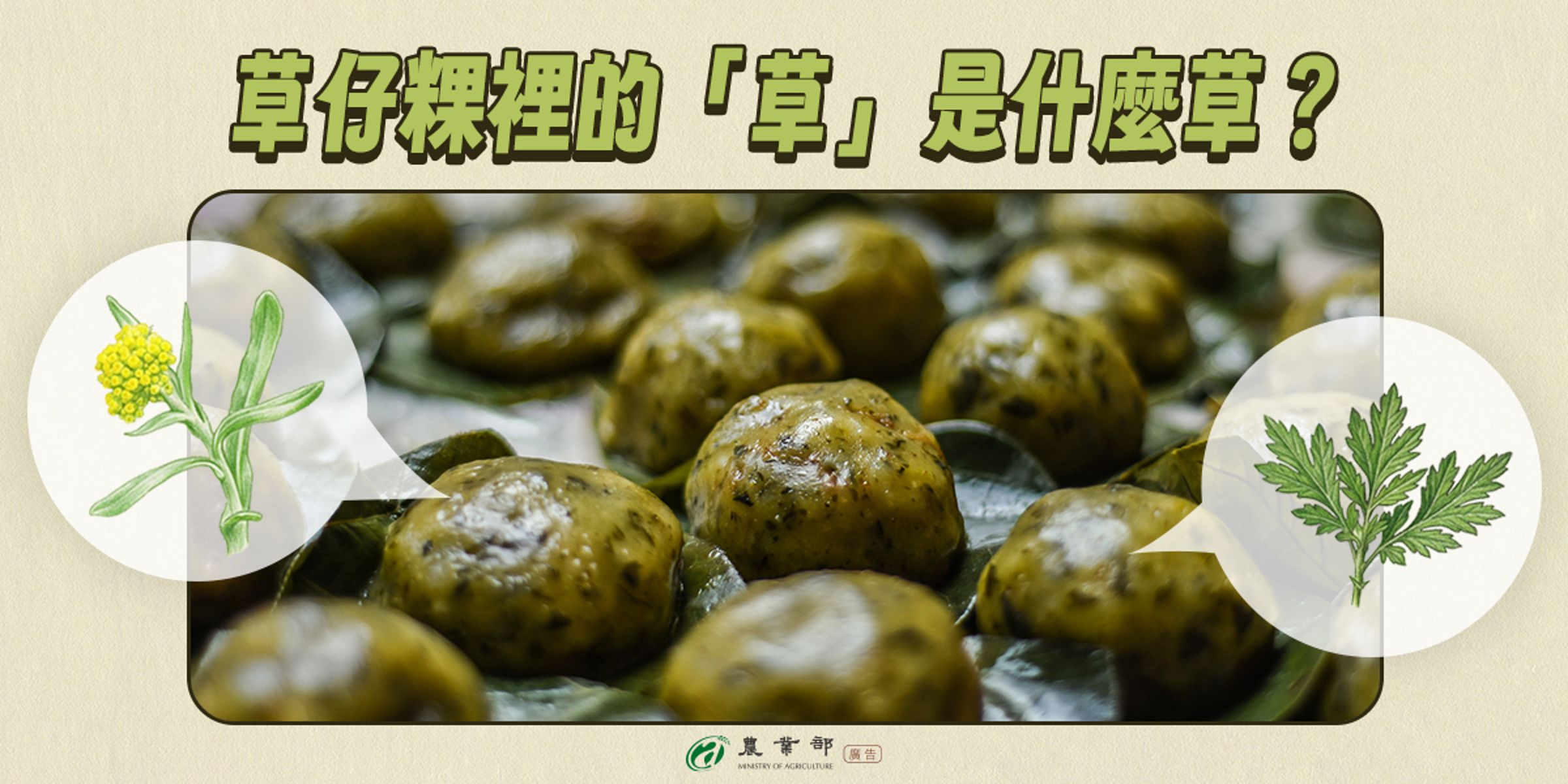 農業部在臉書粉絲專頁解答，其實草仔粿最常見的原料是路邊常見的鼠麴草，又稱「清明草」。（翻攝自農業部﻿臉書粉絲專頁）